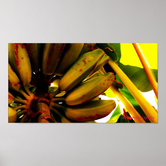 Banana Bunch Poster (Front)