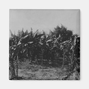 Banana Cultivation, Trinidad, c.1891 Magnet