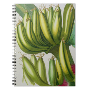 Banana, engraved by Johann Jakob Haid (1704-67) pl Notebook