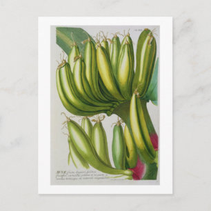 Banana, engraved by Johann Jakob Haid (1704-67) pl Postcard