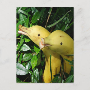 Banana Face Dolphins Postcard