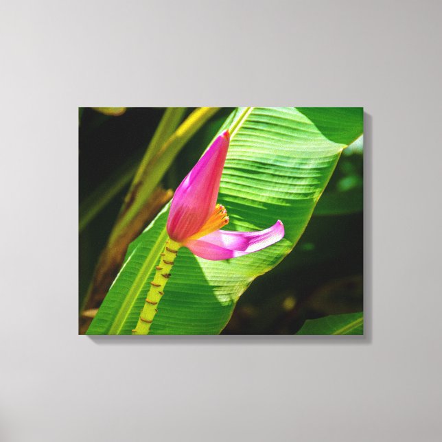 Banana Flower, Limahuli Gardens, Kauai, Hawaii Canvas Print (Front)