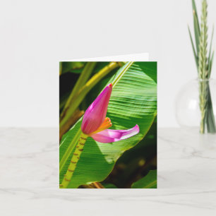 Banana Flower, Limahuli Gardens, Kauai  Note Card