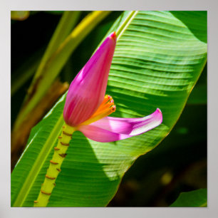 Banana Flower, Limahuli Gardens, Kauai Vertical Poster