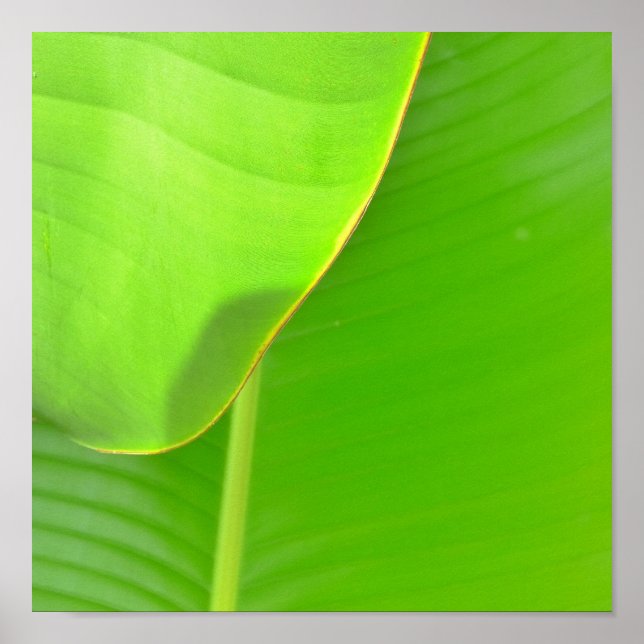 Banana Folds Poster (Front)