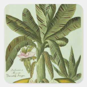 Banana, from J. Weinmann's Phytanthoza Iconographi Square Sticker