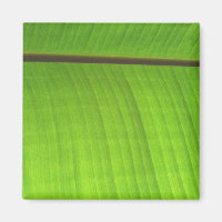 Banana Leaf Close-Up