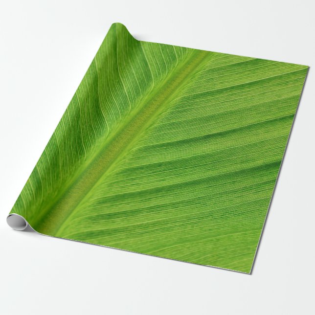 Banana leaf leaf banana fibres wrapping paper (Unrolled)