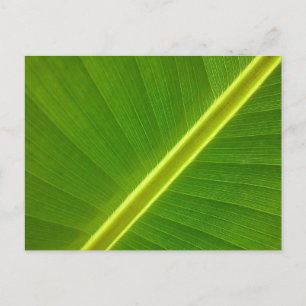 Banana Leaf Macro Postcard