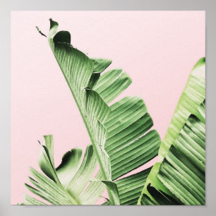 Banana leaf on pink poster