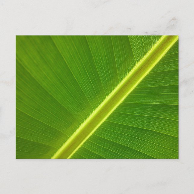 Banana Leaf Postcard (Front)