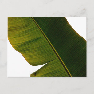 Banana Leaf Postcard