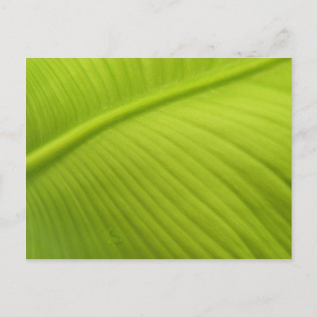 Banana Leaf Postcard (Front)