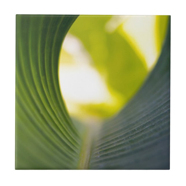 Banana Leaf Tile (Front)