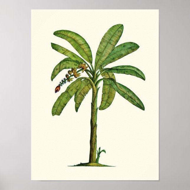 Banana Pen and Ink Poster (Front)