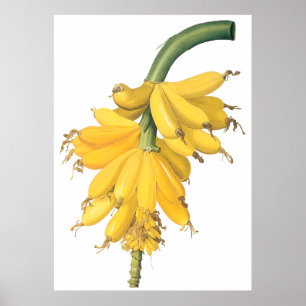 Banana Poster