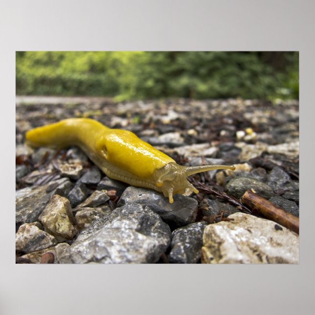 Banana Slug Art Poster (Front)