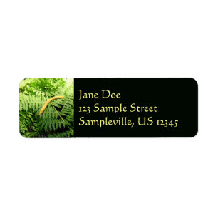 Banana Slug on Ferns I