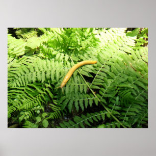 Banana Slug on Ferns I Poster