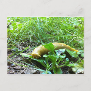 Banana Slug Postcard