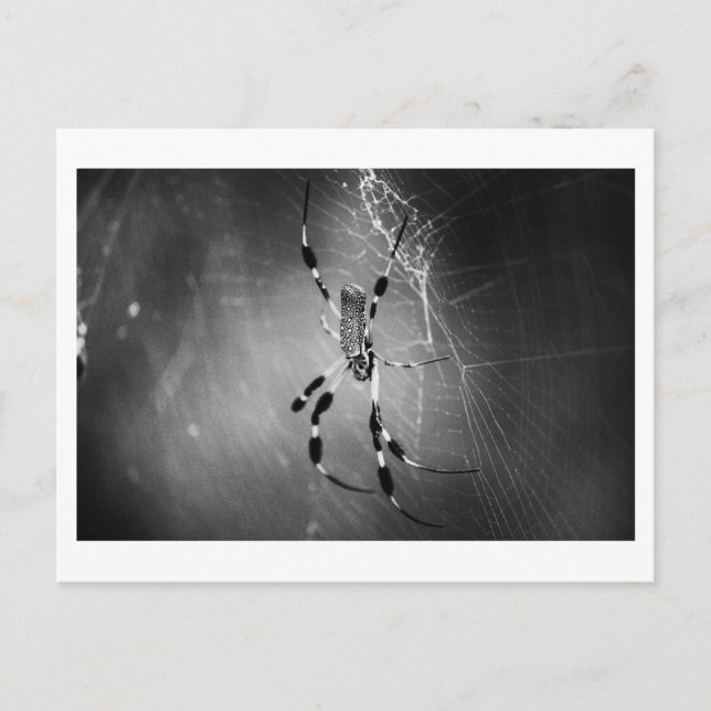 Banana Spider on Web - Photo Postcard (Front)