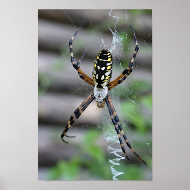 Banana Spider Poster (Front)