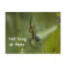 Banana Spider Web Just hang in there