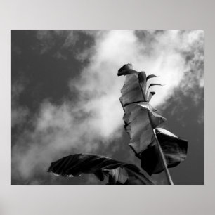 Banana Tree Black and White Portrait Poster