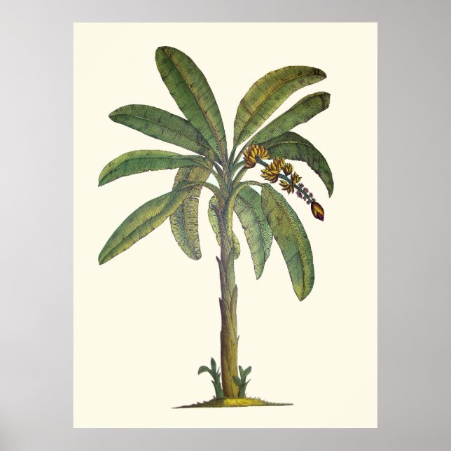 Banana Tree Botanical Poster (Front)