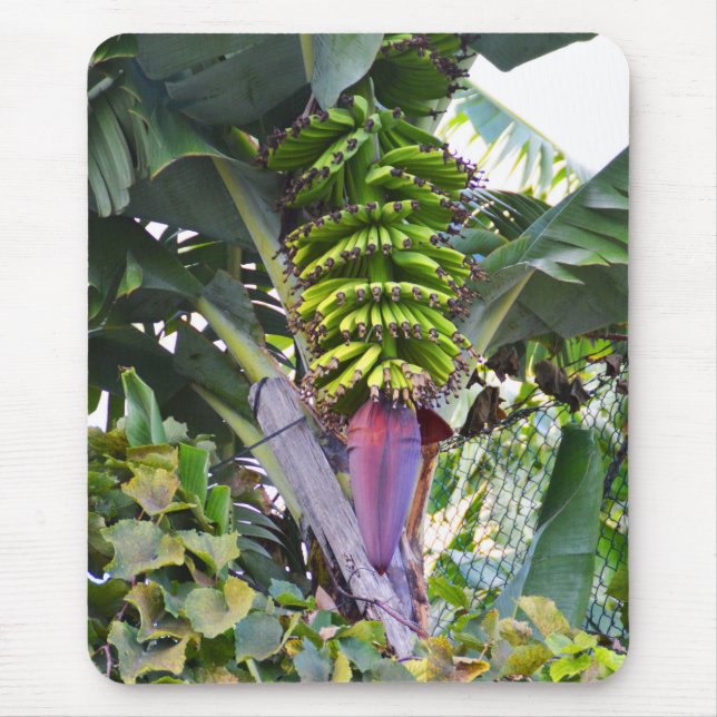 Banana tree in Madeira Mouse Mat (Front)