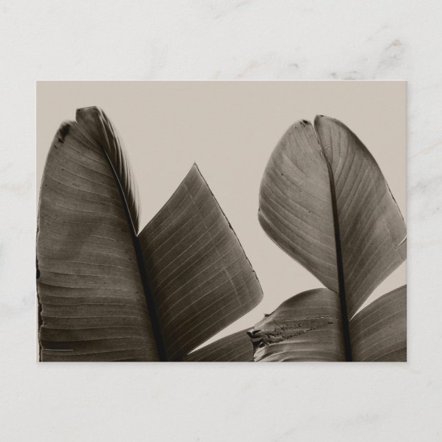 Banana Tree Leaves in Sepia Postcard (Front)