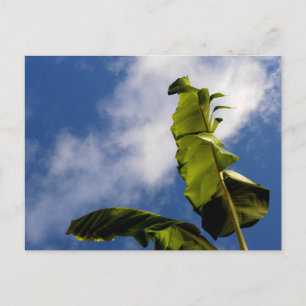 Banana Tree Leaves  Postcard