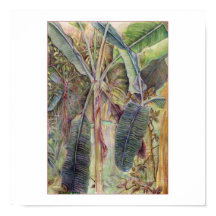Banana Trees © 2010