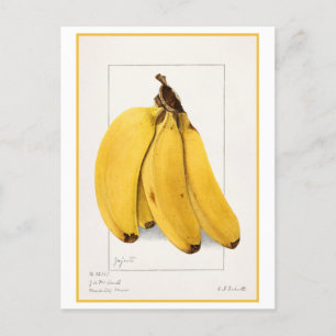 Banana Vintage Watercolor Botanical Illustration Postcard