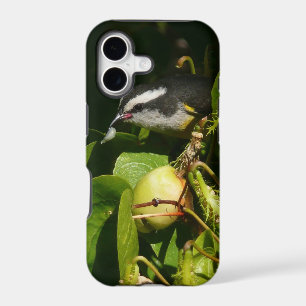 Bananaquit Bird Eating Tropical Photography