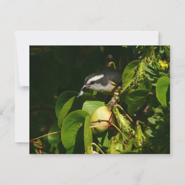 Bananaquit Bird Eating Tropical Photography (Front)