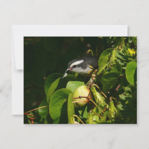 Bananaquit Bird Eating Tropical Photography