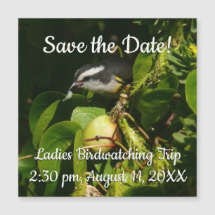 Bananaquit Bird Eating Tropical Photography