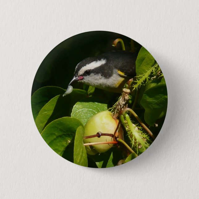 Bananaquit Bird Eating Tropical Photography 6 Cm Round Badge (Front)