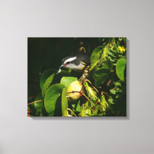 Bananaquit Bird Eating Tropical Photography Canvas Print