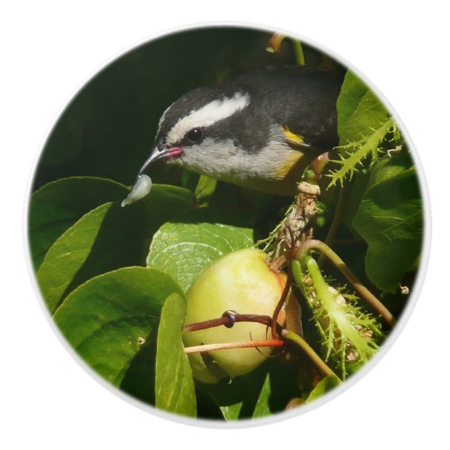 Bananaquit Bird Eating Tropical Photography Ceramic Knob (Front)