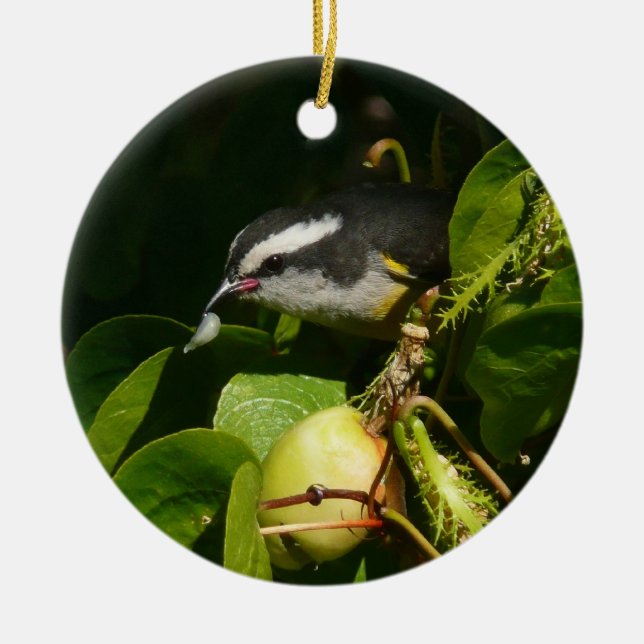 Bananaquit Bird Eating Tropical Photography Ceramic Tree Decoration (Front)
