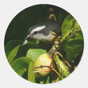 Bananaquit Bird Eating Tropical Photography Classic Round Sticker
