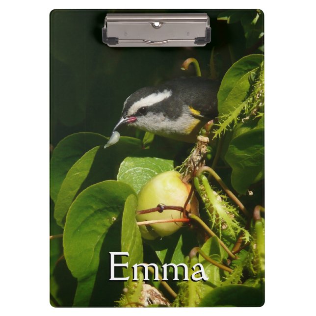 Bananaquit Bird Eating Tropical Photography Clipboard (Front)