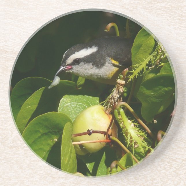 Bananaquit Bird Eating Tropical Photography Coaster (Front)