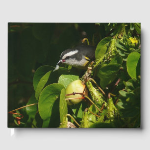 Bananaquit Bird Eating Tropical Photography Guest Book