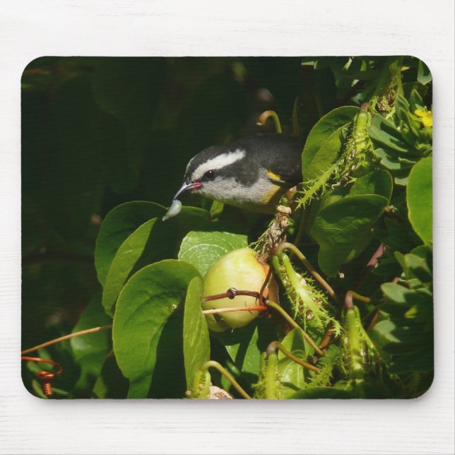 Bananaquit Bird Eating Tropical Photography Mouse Mat (Front)