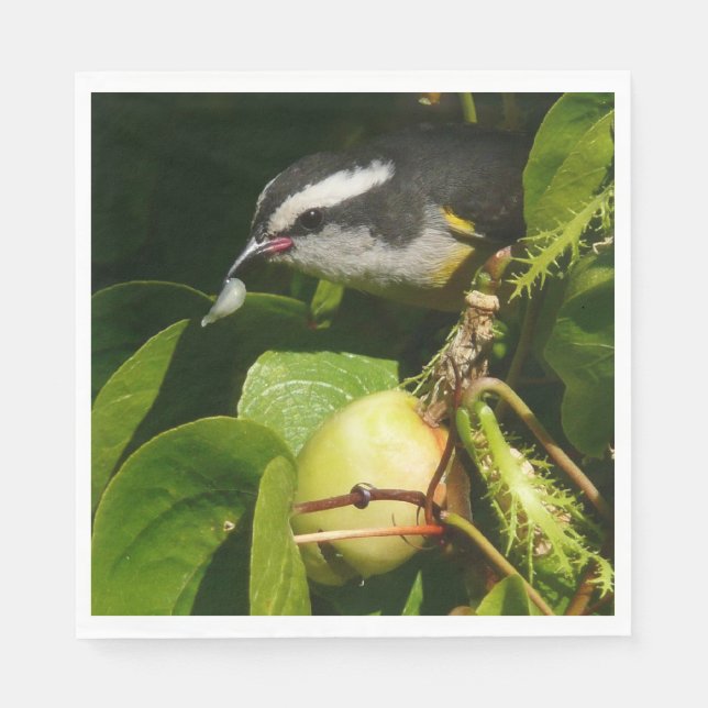 Bananaquit Bird Eating Tropical Photography Napkin (Front)