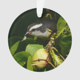Bananaquit Bird Eating Tropical Photography Ornament