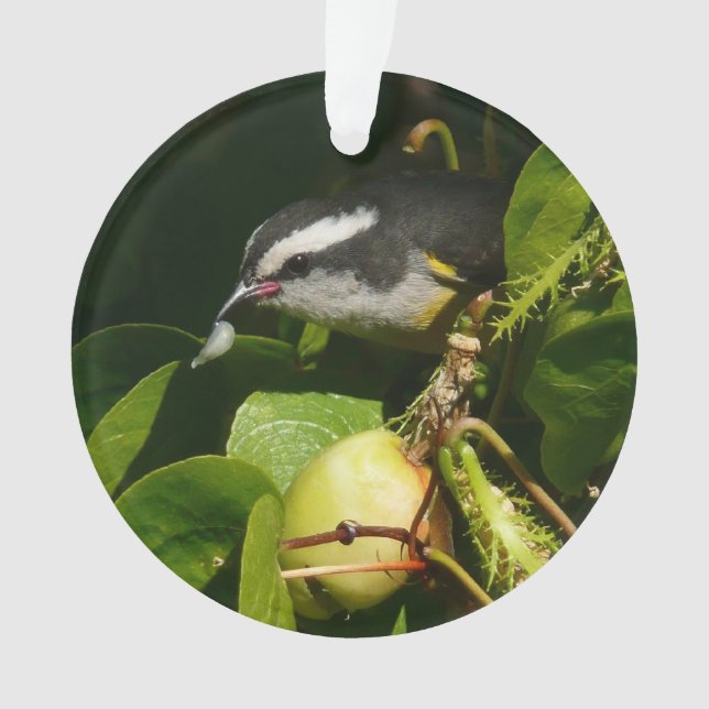 Bananaquit Bird Eating Tropical Photography Ornament (Front)